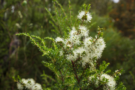 澳大利亚维多利亚州威尔森海角国家公园发现的一种白色开花植物