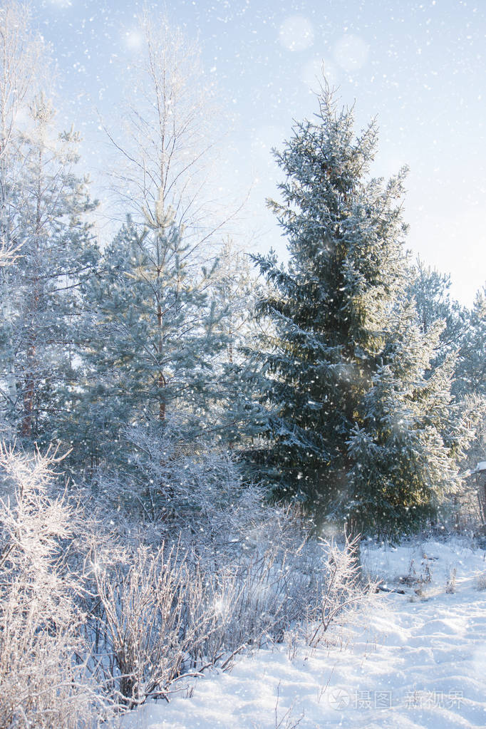冬季仙境场景背景景观雪中的树木森林圣诞新年