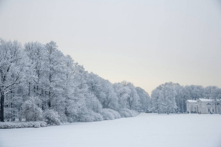 冬季仙境场景背景景观。 雪中的树木森林。 圣诞新年