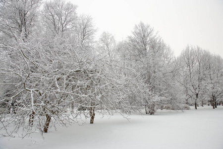 冬季仙境场景背景景观。 雪中的树木森林。 圣诞新年