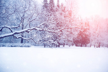 冬季仙境场景背景景观。 雪中的树木森林。 圣诞新年