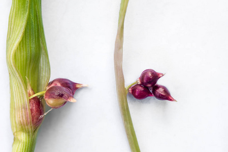 大蒜植物繁殖过程春季种植大蒜小胶质瘤头鳞茎大特写拍摄白色背景照片