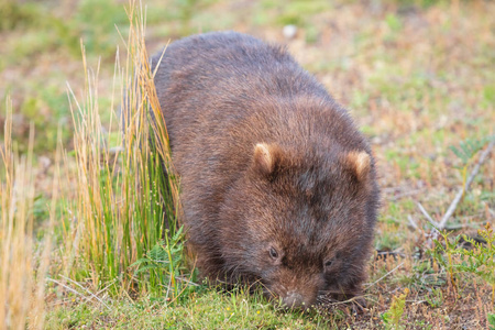 澳大利亚维多利亚州威尔森Promontory国家公园穿过草原的Wombat