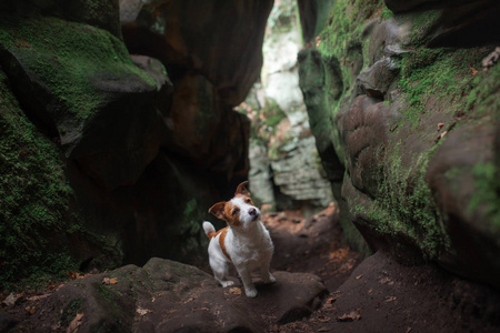 狗在岩石, 峡谷。杰克罗素泰瑞尔的天性活跃宠物