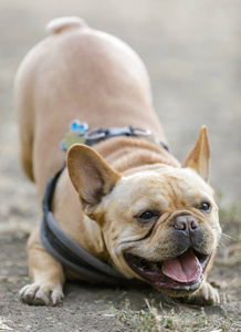 贪玩的年轻的法国斗牛犬雄性低头,对其他狗吠叫.