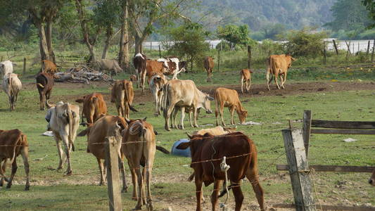 牛群在田野里放牧
