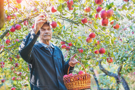 老人在果园里摘苹果
