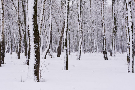 冬天的森林覆盖着白雪，黑白色树干的美丽背景