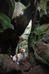 狗在岩石, 峡谷。杰克罗素泰瑞尔的天性活跃宠物
