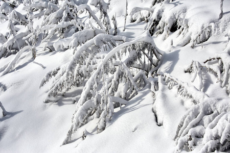 哈萨克斯坦共和国横贯伊犁阿拉陶山林果树上的新鲜雪。