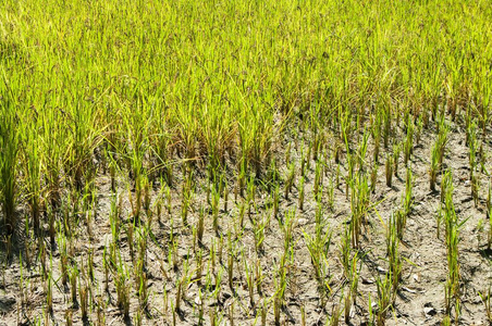  Paddy and rice background images