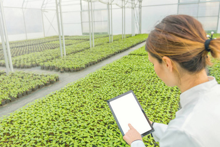 女性生物技术工程师平板温室。 植物幼苗生长温室春季。