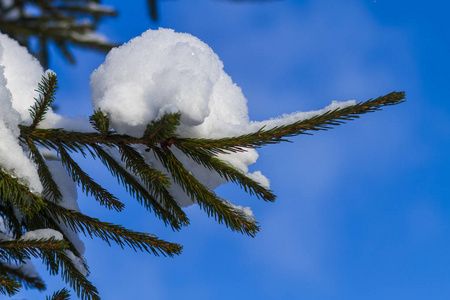 冷雪中的冷杉枝