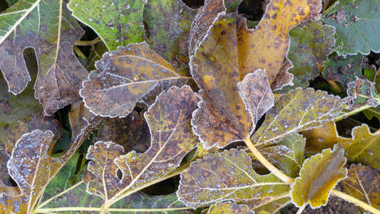 秋天草坪上的霜冻和树木的叶子紧贴在一起。 第一次霜冻的概念