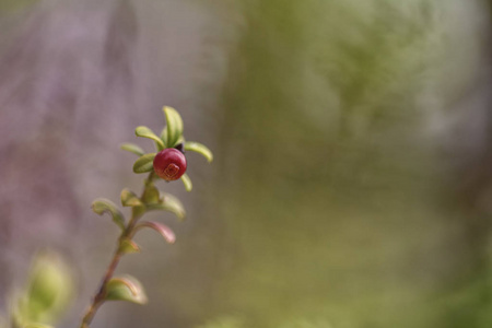 牛痘林果莓或牛莓