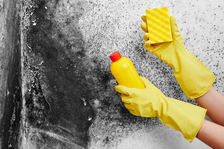 曲霉菌的消毒。 一只手戴着黄色手套，用海绵从公寓的墙上取出黑色的模子。 洗涤剂