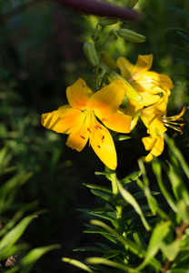 明亮的黄花菜百合花影，但阳光束在其花瓣上。 百合花象征着纯洁精致的美，黄花菜特别欢快。