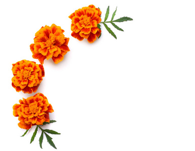 在白色背景上分离出的橙色万寿菊花斑直立的墨西哥万寿菊
