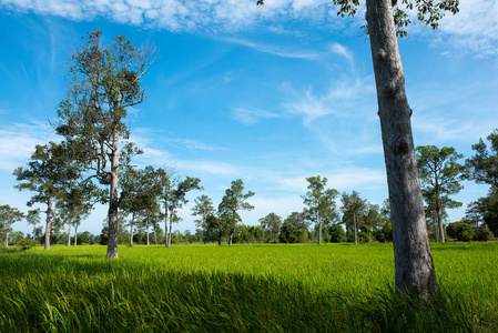 绿色春天草地上的树和蓝天背景农业谷物作物美丽的泰国自然