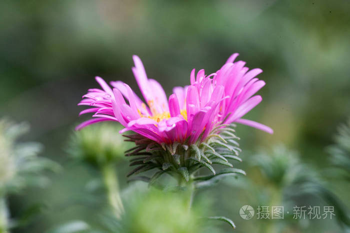 带有水滴的高山紫菀的紫罗兰花 阳光照射在花园背景上的紫外线星号花上 雨水滴过后的装饰植物照片 正版商用图片149ndn 摄图新视界