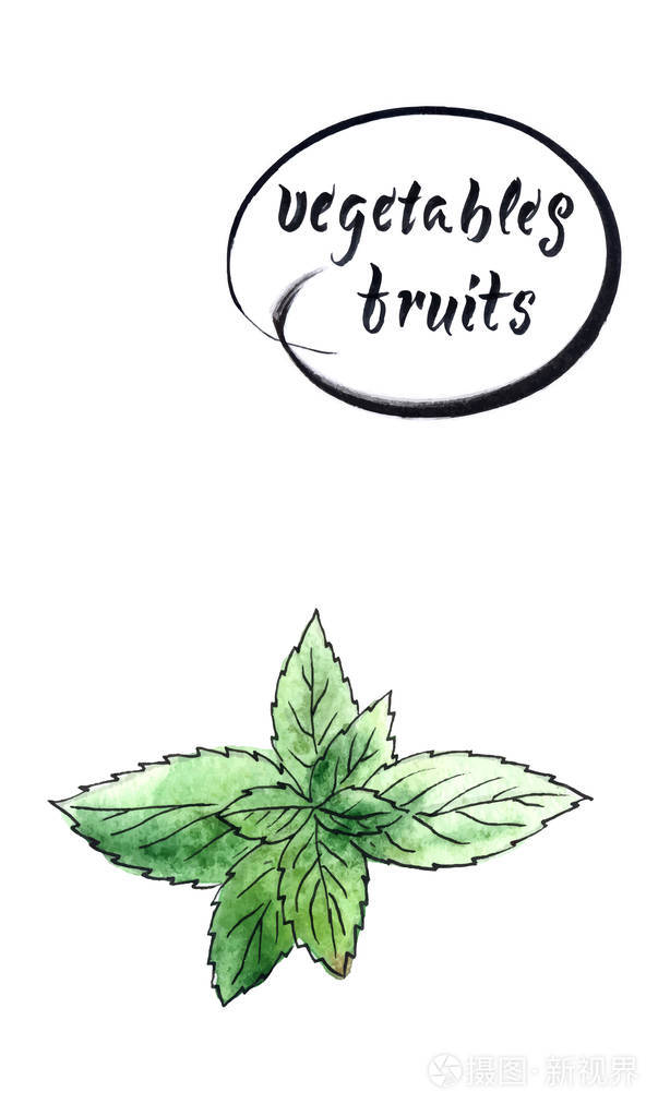 绿色和新鲜薄荷水彩矢量插图栅格插图插画-正版商用图片149nfn-摄图新