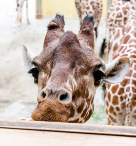 网状长颈鹿GiraffaCamelopardalis网状长颈鹿的特写肖像，也称为索马里长颈鹿。 长颈鹿是世界上最高的哺乳动物