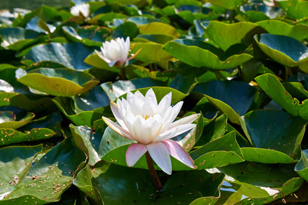 在池塘背光下生长的绿叶中鲜艳的粉红色莲花