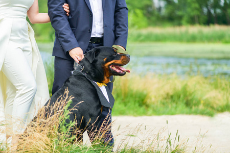 拎着狗脖子图片快乐的狗罗特韦勒,脖子上有一件漂亮的衬衫,系着一条