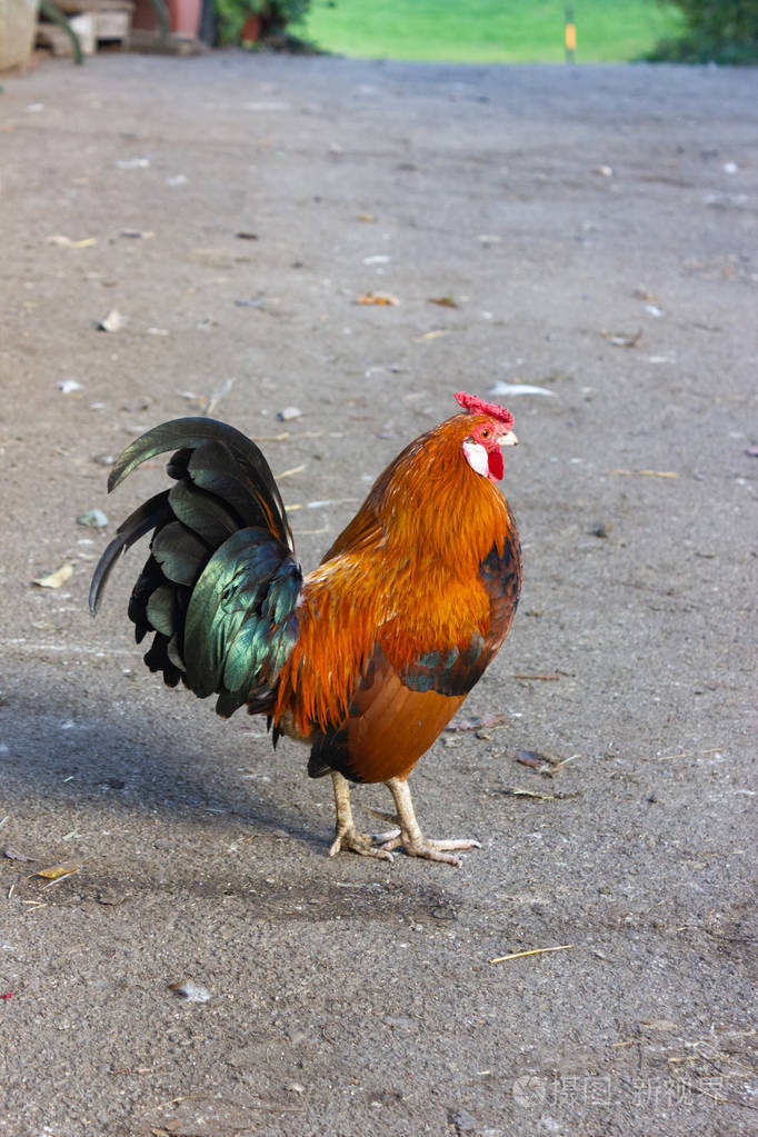 巴伐利亚鸡场可爱的红公鸡