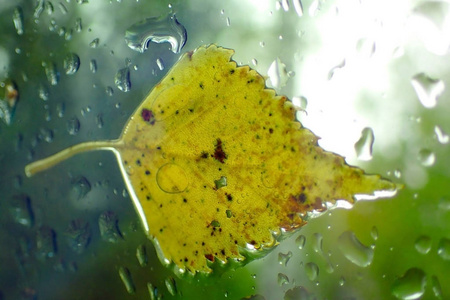 一滴雨中玻璃上的黄叶