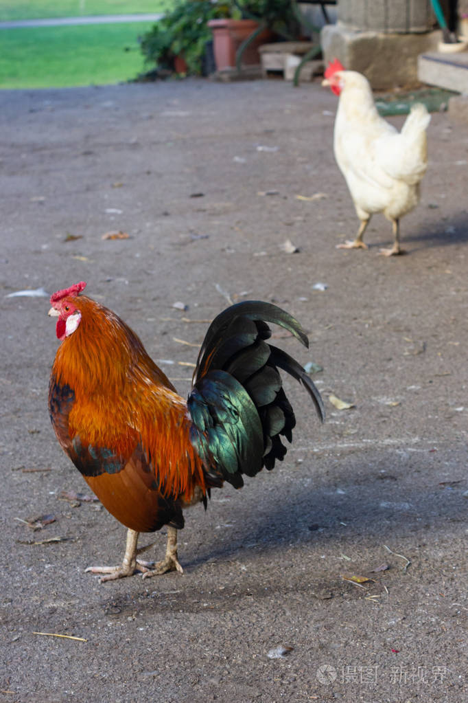 巴伐利亚鸡场可爱的红公鸡
