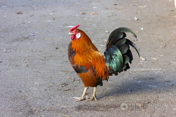 巴伐利亚鸡场可爱的红公鸡