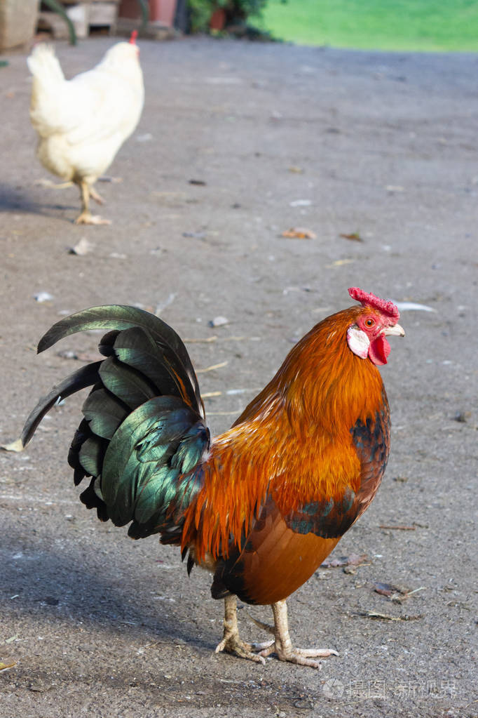 巴伐利亚鸡场可爱的红公鸡