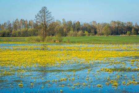 波兰波德拉斯的纳雷河上的沼泽万寿菊