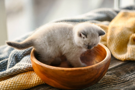 碗里可爱的小猫