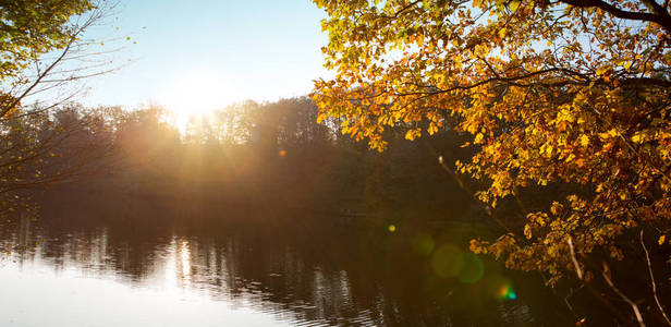 五颜六色的山毛榉叶子在太阳和森林湖