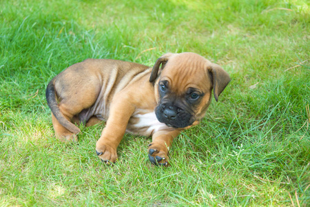 棕色拳击手小狗躺在绿草上