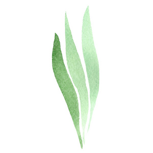 绿色虹膜叶。花植物学花。独立的 lef 插图元素。水彩背景插图集
