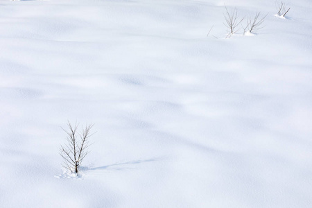 沉默雪上的枯树