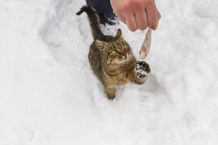 人手食猫户外鱼雪背景特写