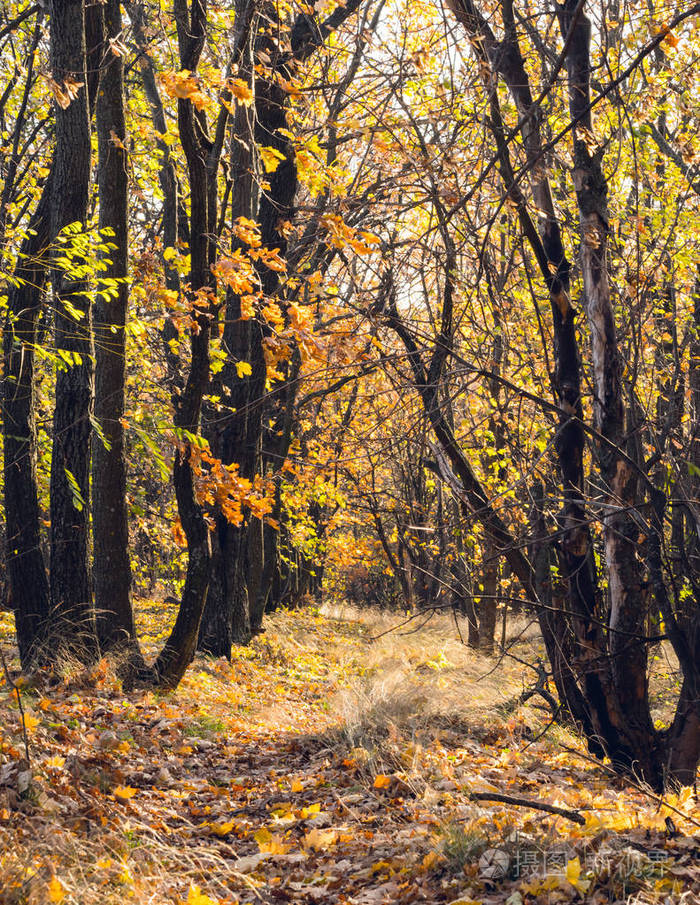 英国的秋天坎布里亚阳光明媚的秋林中的道路