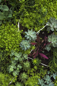  Vegetable plants