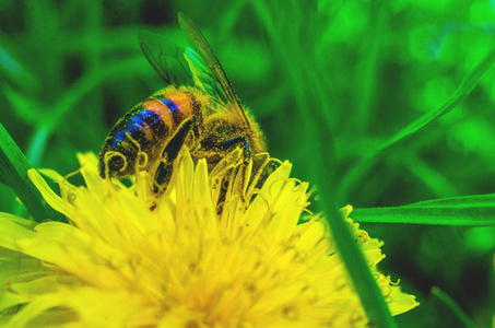 蒲公英蜜蜂在黄色的蒲公英蜜蜂上靠近
