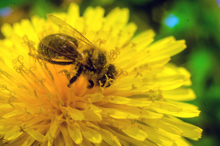 蒲公英蜜蜂在黄色的蒲公英蜜蜂上靠近