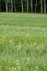 夏天的绿色草地。 拉脱维亚的晴天