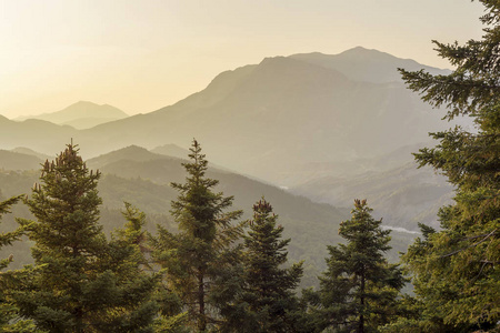 巨大的松树和圆锥形生长在群山中，近在夕阳的光线下地区tzoumerka希腊山脉Pindos。