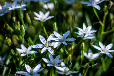 盛开的白色雨百合或雪莲 仙女百合 雨后花床上的绿叶之间有黄色的花粉 照片 正版商用图片14a1y6 摄图新视界