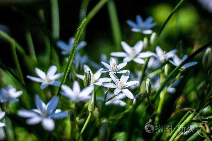 盛开的白色雨百合或雪莲 仙女百合 雨后花床上的绿叶之间有黄色的花粉 照片 正版商用图片14a1y6 摄图新视界