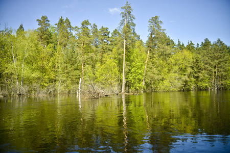 低矮的森林海岸松树橡树在水中干燥。 反射。 从水中看风景