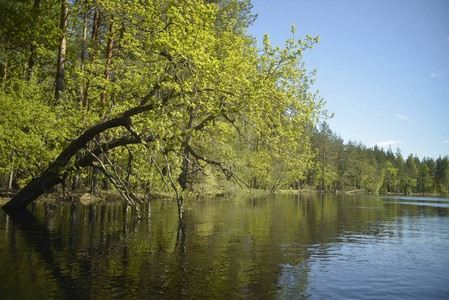河岸上有一棵风景如画的橡树，从水中向水景倾斜。
